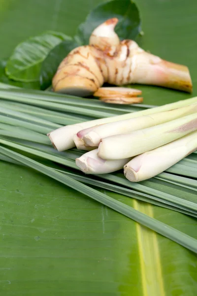 Hierba limón . — Foto de Stock