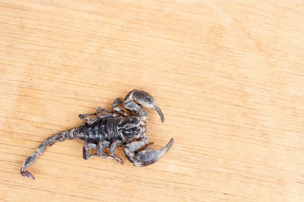 Emporer Scorpion (Pandinus imperator) — Zdjęcie stockowe