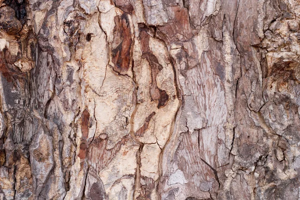 Texture écorce d'arbre. — Photo