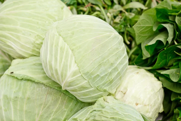 Cabbage in the market. — Stock Photo, Image