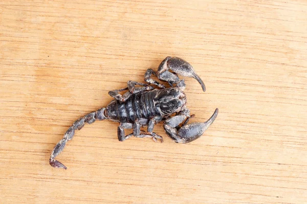 Emporer Scorpion (Pandinus imperator) — Zdjęcie stockowe