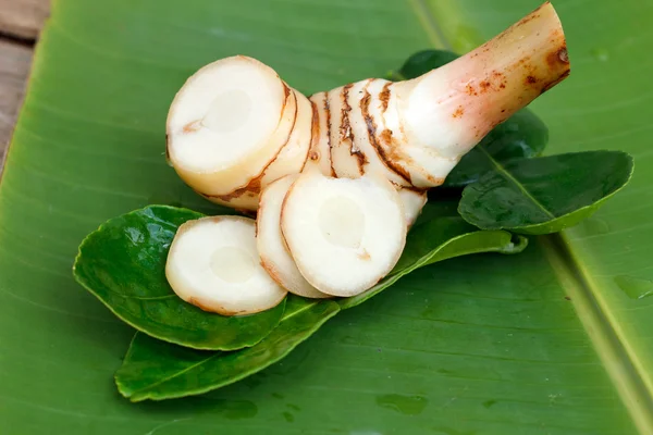 Galanga (Alpinia galanga) — Fotografia de Stock