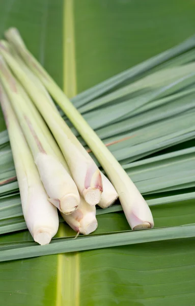 Lemon grass. — Stock Photo, Image