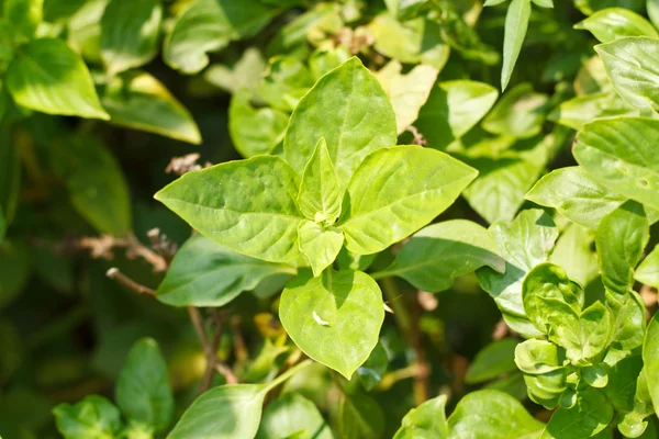 Closeup of green thai basil in garden — Stok Foto