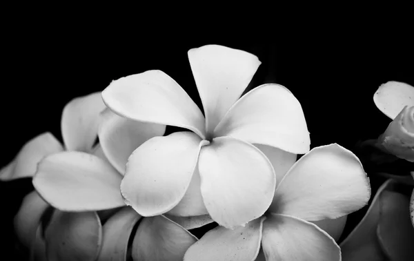 Black and white photo of Plumeria flower. — Stock Photo, Image