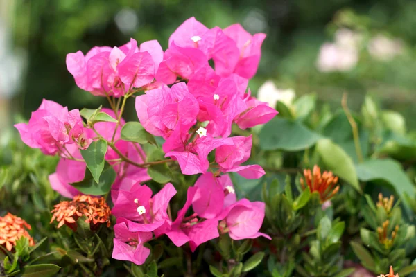 Roze bougainville glabra Choisy bloem met verlaat Beautiful Pa — Stockfoto