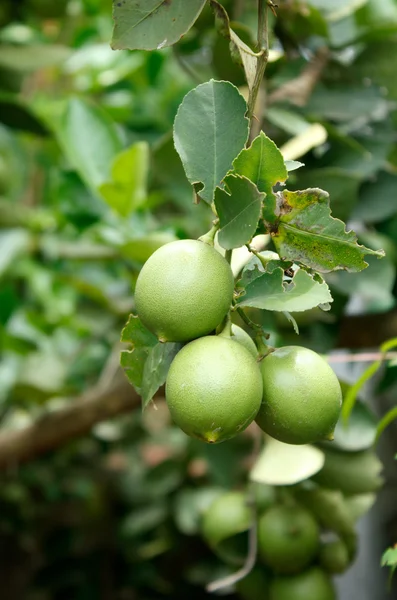 在植物的青柠檬. — 图库照片