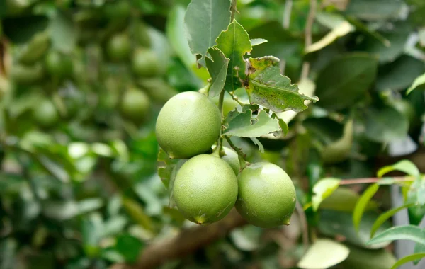 在植物的青柠檬. — 图库照片