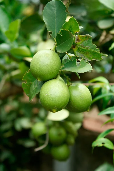 Zielona cytryna roślin. — Zdjęcie stockowe