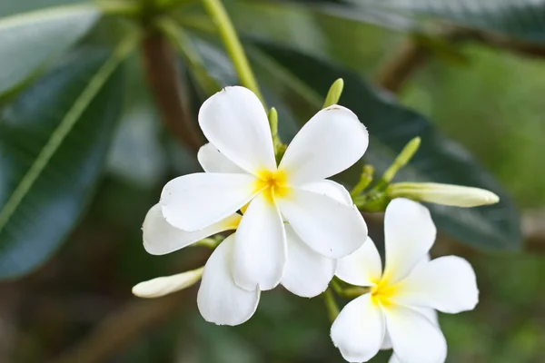 Plumeria kwiat. — Zdjęcie stockowe