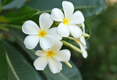 kırmızı yeşil soğan.