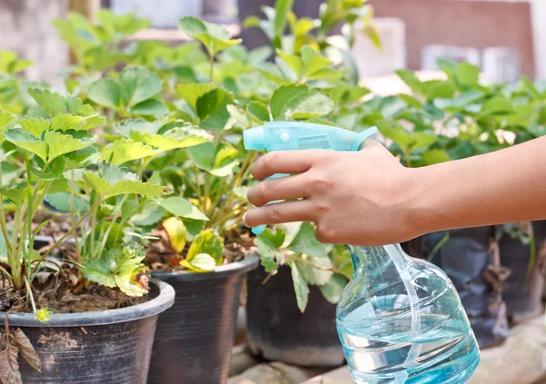 Pulverização da planta . — Fotografia de Stock