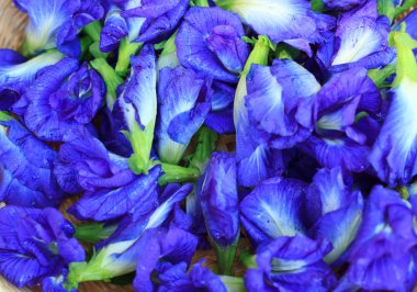 Taze kelebek bezelye çiçek, Clitoria ternatea ahşap tahta üzerinde