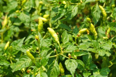 Yeşil kırmızı biber tesisi.