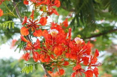 Flam-boyant, Ateş Ağacı, Kraliyet Poinciana