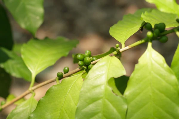 Кофейное дерево, зеленый сырой кофе в зернах на ветке — стоковое фото