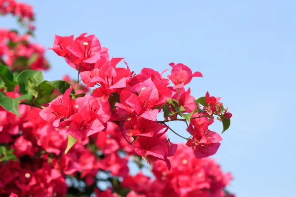 Pink Bougainvillea glabra Choisy flower with leaves Beautiful Pa — Stock Photo, Image