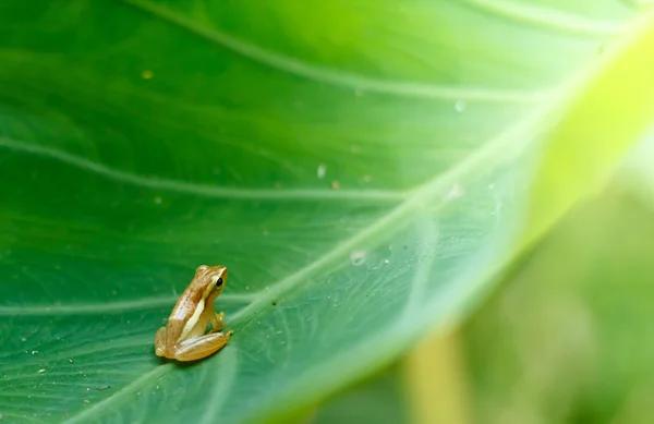 Baby Golden Tree Frog on Taro leaf in morning day, Common Tree F