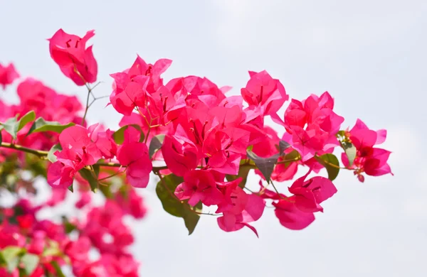 ピンクのブーゲンビリア glabra ショワジー花葉美しい Pa — ストック写真