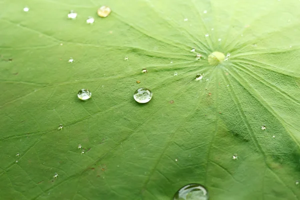 Gota de perlas de agua sobre hoja verde —  Fotos de Stock