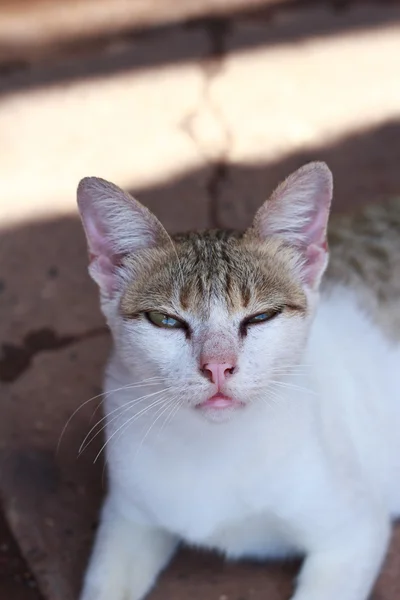 Kattunge katt. — Stockfoto