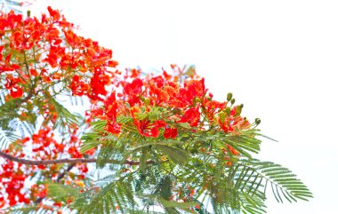 Flam-boyant, Ateş Ağacı, Kraliyet Poinciana