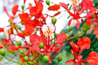 Flam-boyant, Ateş Ağacı, Kraliyet Poinciana