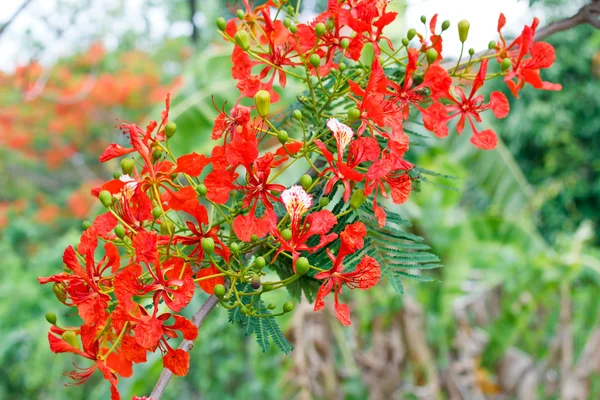 Flam-Boyant, The Flame Tree, Royal Poinciana — 스톡 사진
