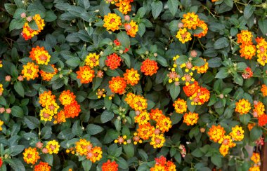 Güzel renkli çit çiçek, Lantana, ağlayan Lantana camara