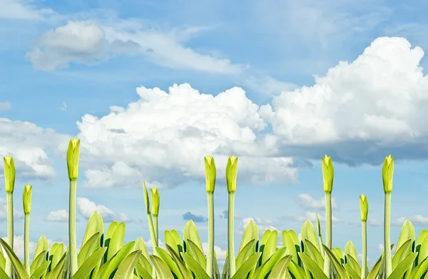 Hierba verde con fondo azul cielo y nublado . —  Fotos de Stock