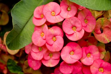 dikenler, İsa'nın Thorn, POI - sian çiçek taç. Bu bir r