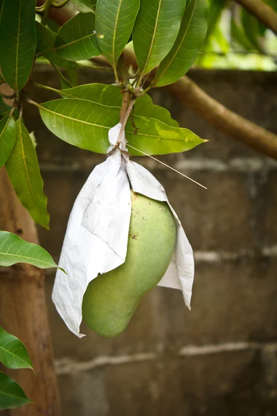 Zelené mango na rostlině. — Stock fotografie