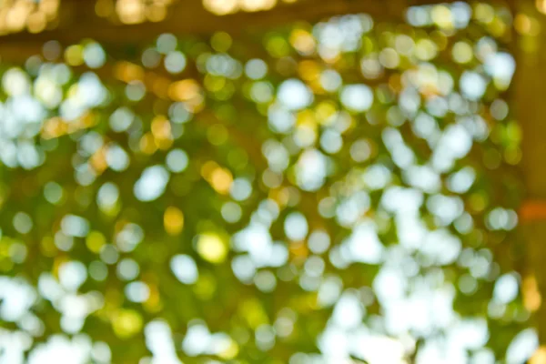 Φυσικό πράσινο θολή φόντο. Απεσταλμένο πράσινο θολό backgr — Φωτογραφία Αρχείου