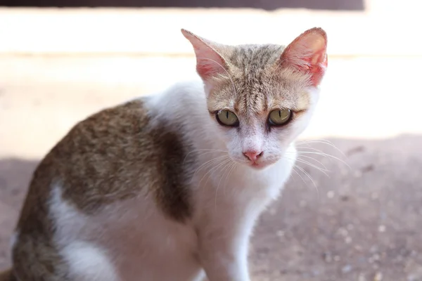 Kattunge katt. — Stockfoto