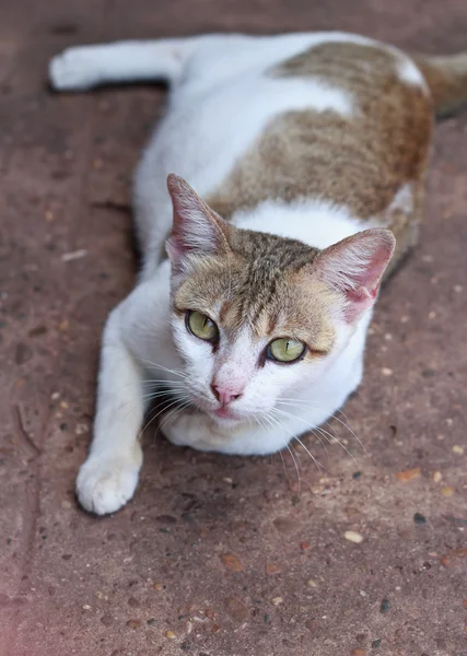 Gatito gato . — Foto de Stock