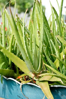 aloe vera