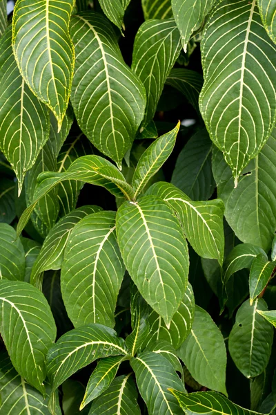 Sanchezia speciosa Leonard — Stock Photo, Image