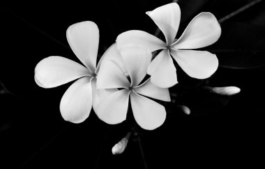 Siyah ve beyaz fotoğraf Plumeria çiçek.