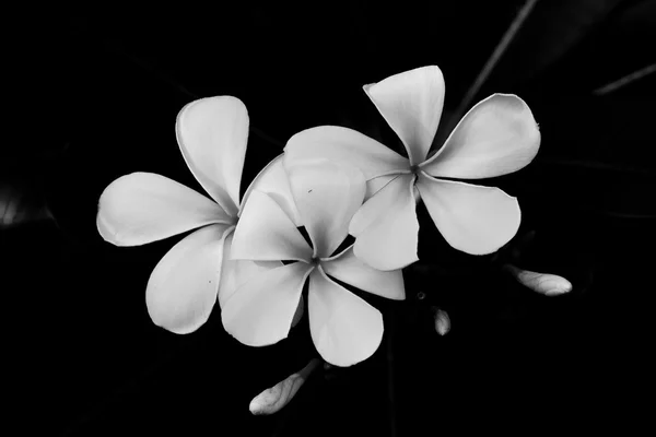 Plumeria 꽃의 흑인과 백인 사진. — 스톡 사진