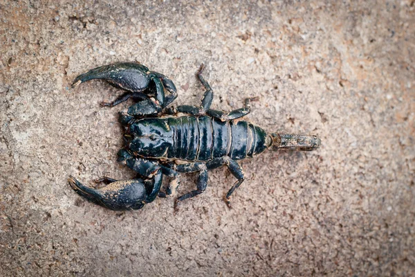 Emporer Scorpion (Pandinus imperator) — Zdjęcie stockowe