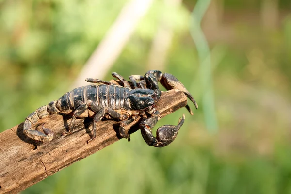 Emporer Scorpion (Pandinus imperator) — Zdjęcie stockowe