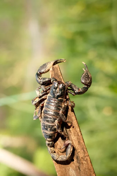 Emporer Scorpion (Pandinus imperator) — Zdjęcie stockowe