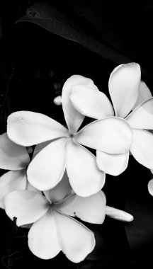 Siyah ve beyaz fotoğraf Plumeria çiçek.