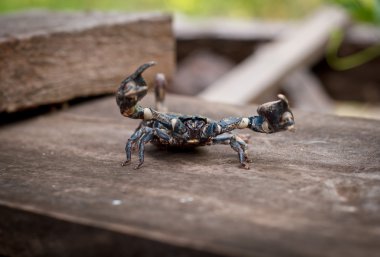 Emporers Akrep (Pandinus Imperator)