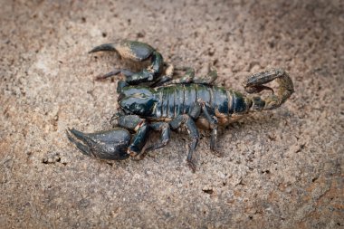 Emporers Akrep (Pandinus Imperator)