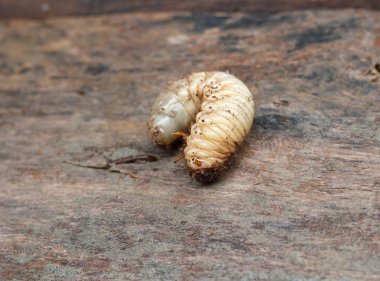 Dynastes Herkül'ün bir Herkül böceği larvası