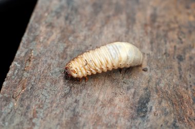 Dynastes Herkül'ün bir Herkül böceği larvası