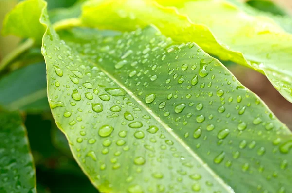 Gota de perlas de agua sobre hoja verde —  Fotos de Stock