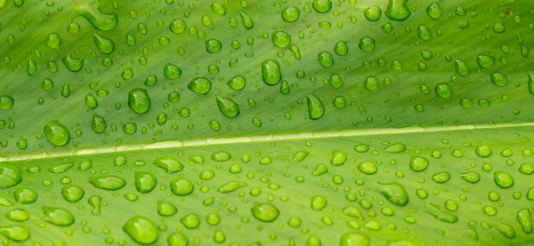 Gota de perlas de agua sobre hoja verde — Foto de Stock
