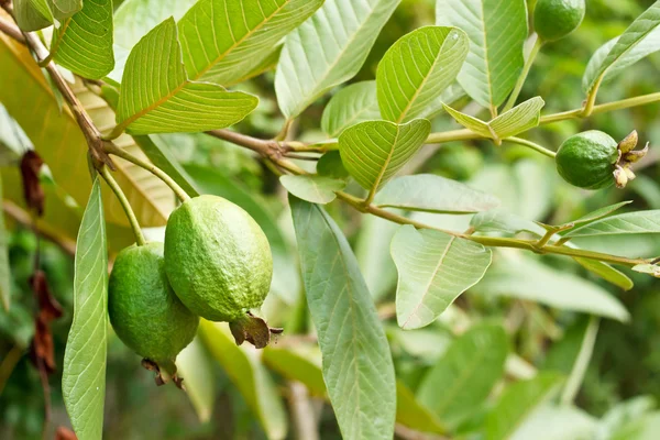 Guava ovoce na rostlině. — Stock fotografie